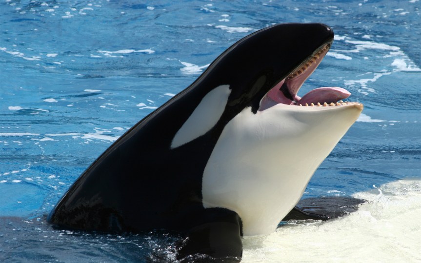 SeaWorld Employee Tired of Waking Up Early to Shave the&nbsp;Whales