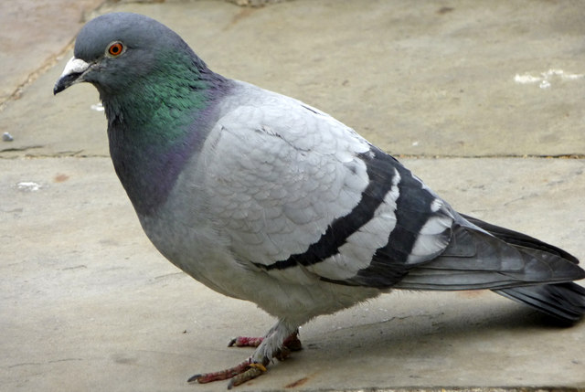 Homing Pigeon Dreads Homing for the&nbsp;Holidays