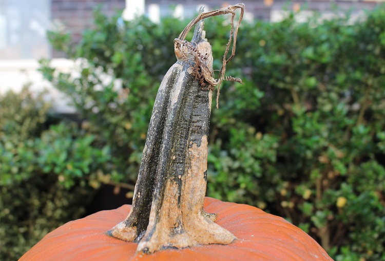 Trump Has A Tiny Little Penis That Resembles A Pumpkin&nbsp;Stem